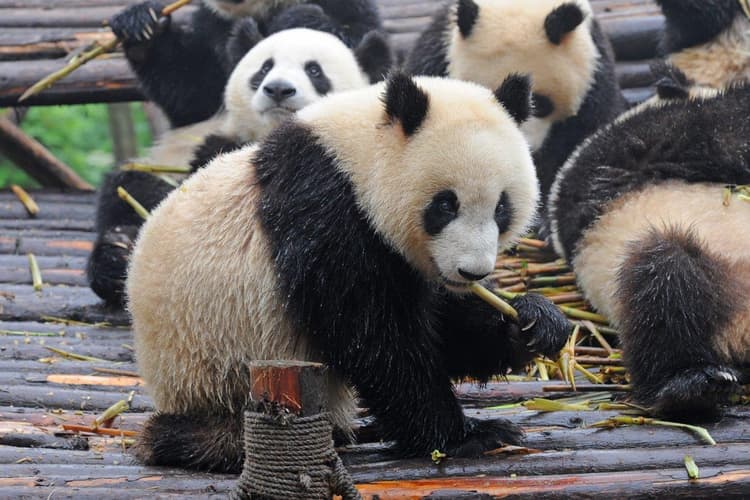 画像 - Warriors and Panda Bears, Private Tour