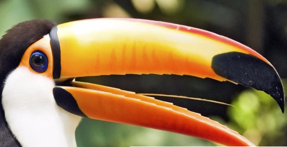 Bild - Treasures of Costa Rica, Private Tour 