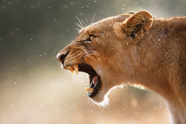 画像 - Kruger National Park Safari Experience, Self-drive