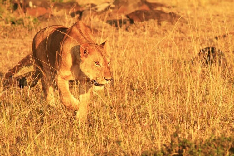 Image - Through the Rift Valley, Sopa Lodges