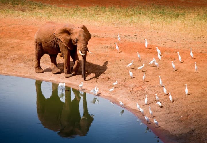 Image - Kilimanjaro to Mombasa, Private Tour 