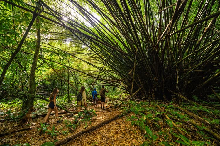 Image - Panama & Costa Rica: Caribbean Coasts, Rainforests & Volcanoes (Multi county)