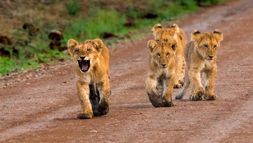 Image - Kenya Odyssey, Private Tour