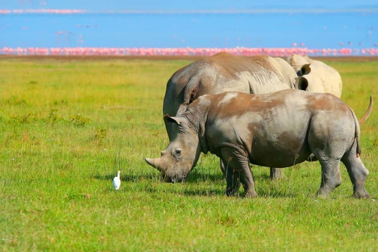 Image - Kenya Highlights, Private Tour
