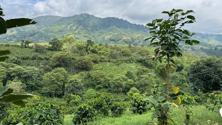 Imagen - Experiencia de 4 días en la región cafetera de Pereira, tour privado
