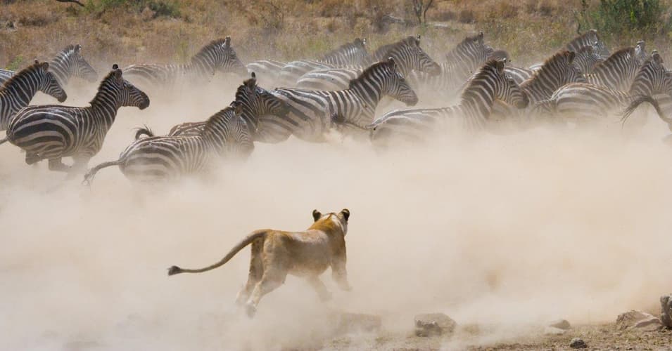 Image - Through the Rift Valley, Serena Lodges 