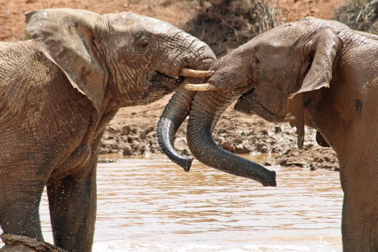 صورة - Aquila Game Reserve Wildlife Safari,Cape Town, South Africa