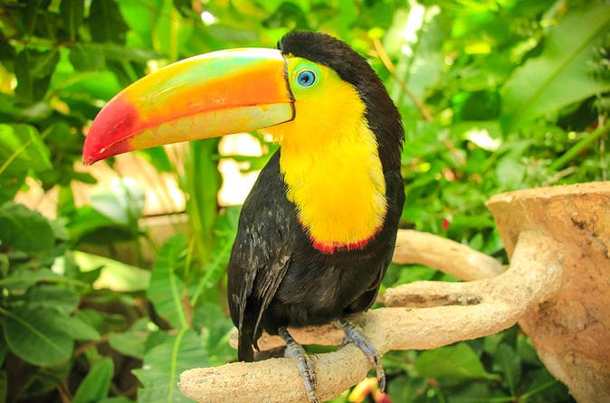 Изображение - Regenwälder, Traumstrände & die Artenvielfalt Costa Ricas entdecken