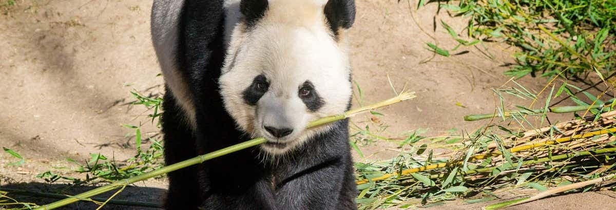 صورة - Zoo Aquarium, Madrid, Spain