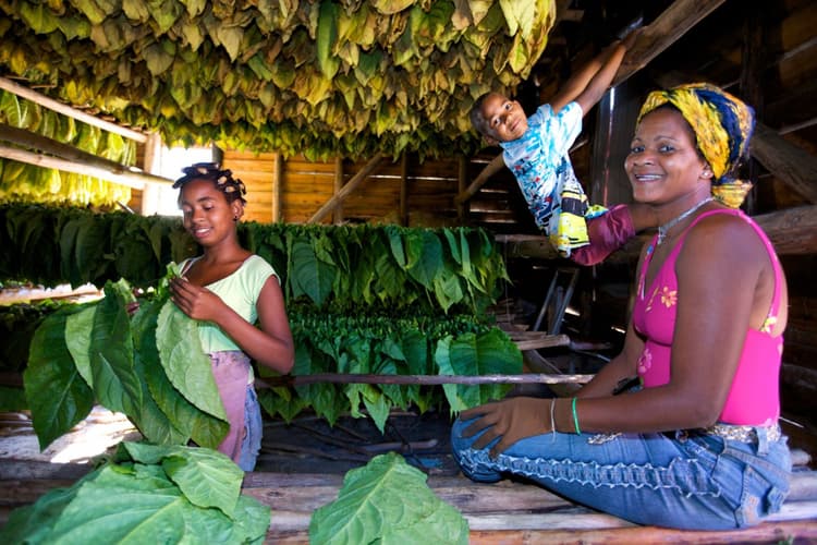 Imatge - La Vida Cubana