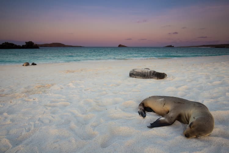 Image - Galápagos in Grande: 9 Days of Adventure in the Most Iconic Islands