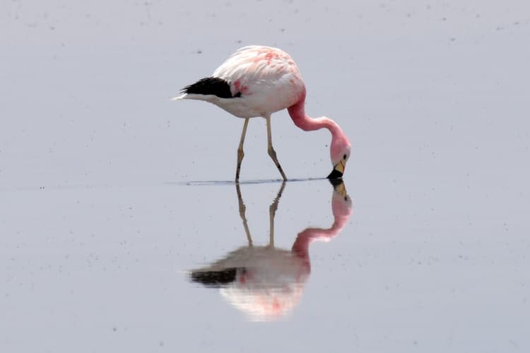 Imagen - San Pedro de Atacama - 4 Días, Laguna Cejar