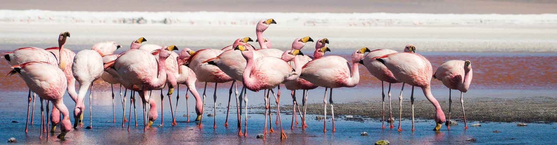 Imagen - Explore Bolivia to Brazil