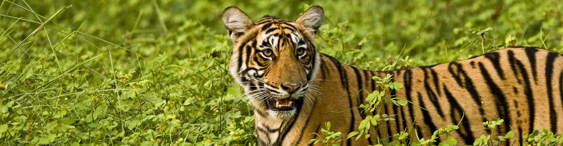 Imatge - Northern India Family Holiday Comfort