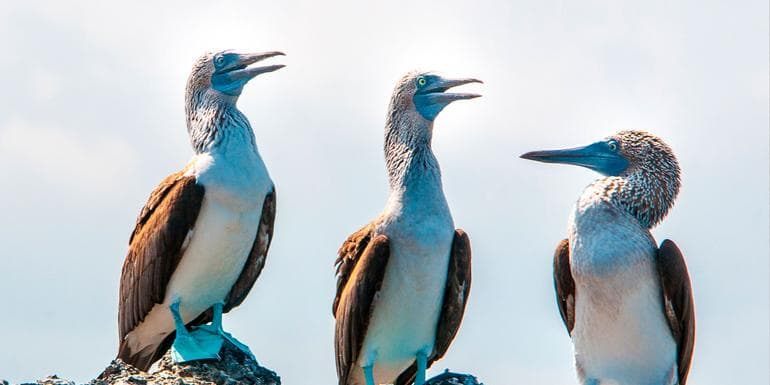 Image - Galápagos – West and Central Islands aboard the Reina Silvia Voyager (Cruise Only)