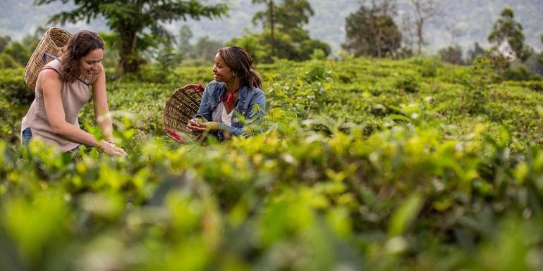 Obraz - India to Sri Lanka: The Pink City & Spice Gardens