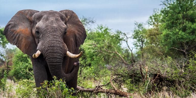 Image - Journeys: Discover Kruger & Namibia