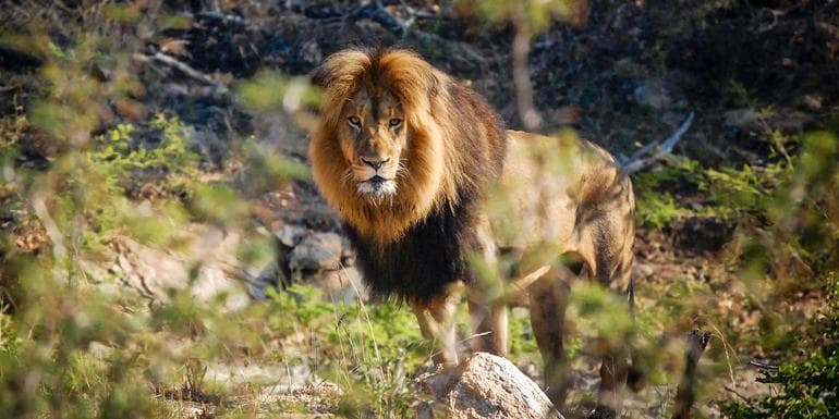 图像 - Cape Town, Kruger & Zimbabwe