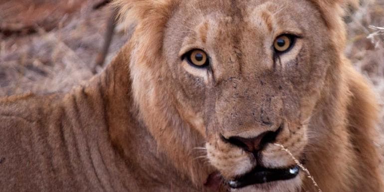 Beeld - Kruger in Depth