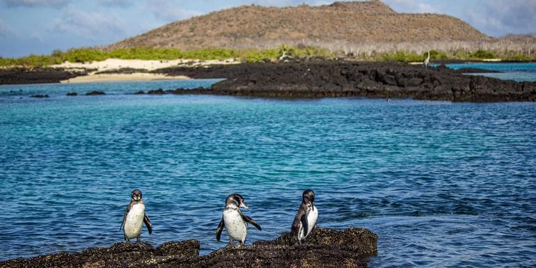 Image - Galápagos – Central and East Islands aboard the Reina Silvia Voyager