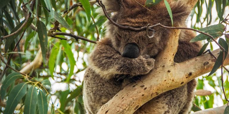 Imagem - Highlights of Australia and New Zealand