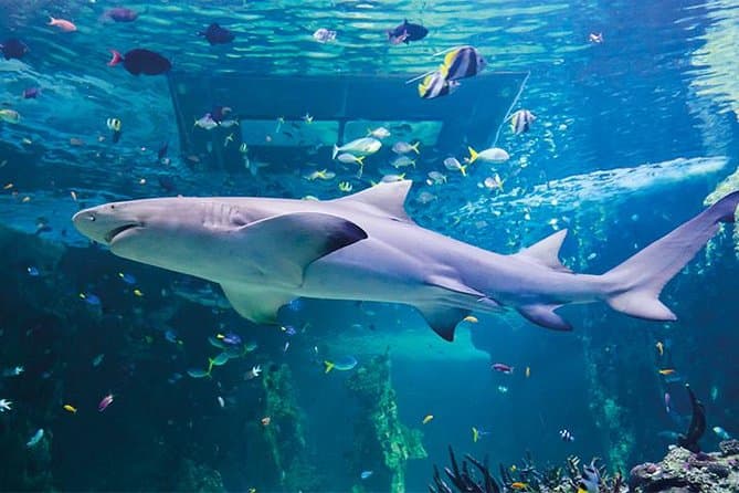 صورة - SEA LIFE London Aquarium ,London, United Kingdom