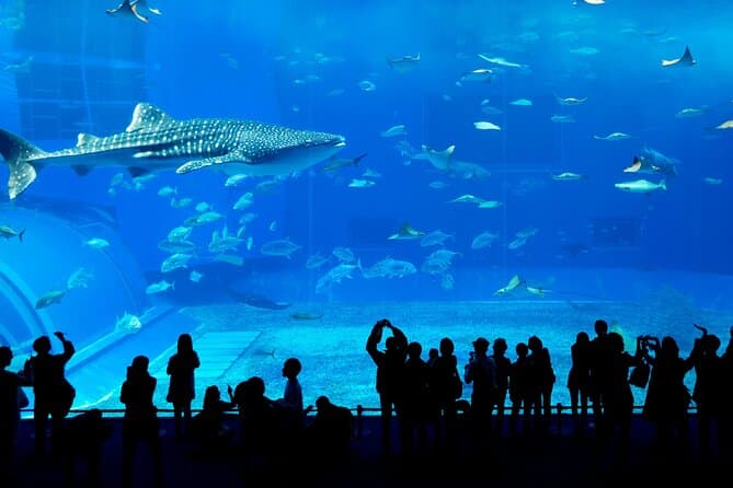 صورة - Dubai Aquarium, Dubai, United Arab Emirates