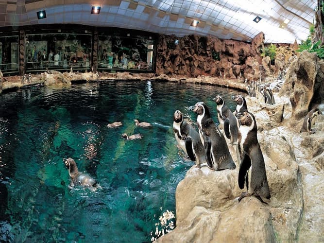 Imagem - Tenerife + Loro Park