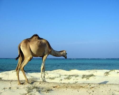 Image - Novogodišnji MARSA ALAM 11 nočenja ALL INCLUSIVE