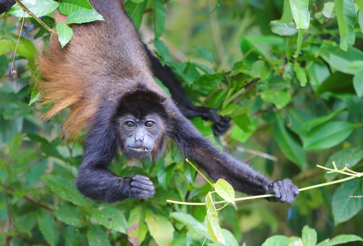 Image - Expedición Tropical