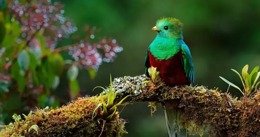 Image - Costa Rica Naturaleza Exuberante - Self Drive (sin seguro)