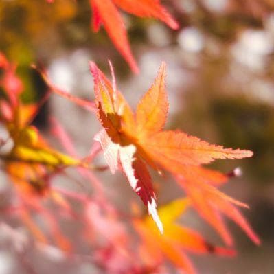 Momijigari: caccia alle foglie rosse degli aceri! - Hiroshima