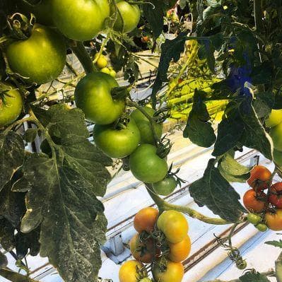 Pranzare nelle serre della fattoria Fridheimar - Selfoss