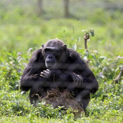 Visitare il rifugio degli scimpanzè all’isola di Ngamba - Entebbe