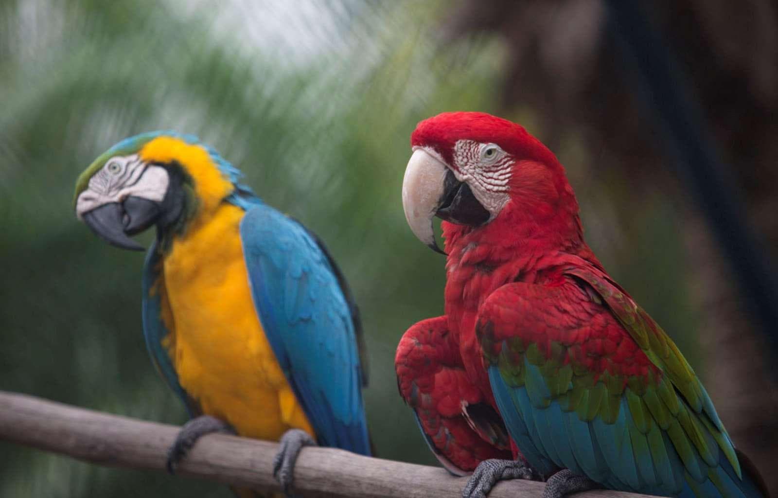 Playa Blanca All Inclusive Beach Resort, Restaurant