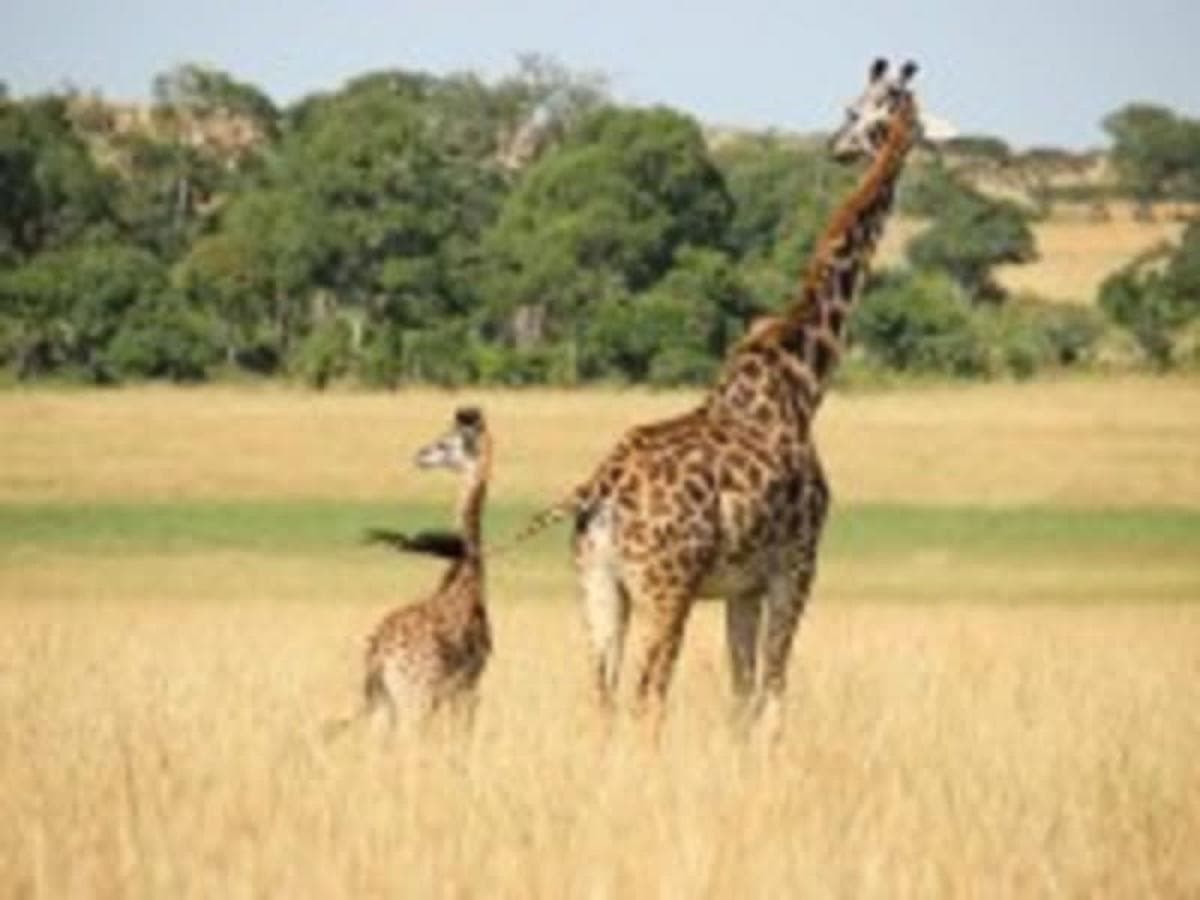 Punda Milia, Safari Seul