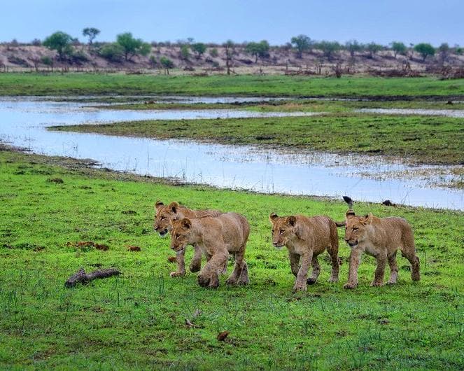 Тигани Makgadikgadi (Национален парк), Ботсвана