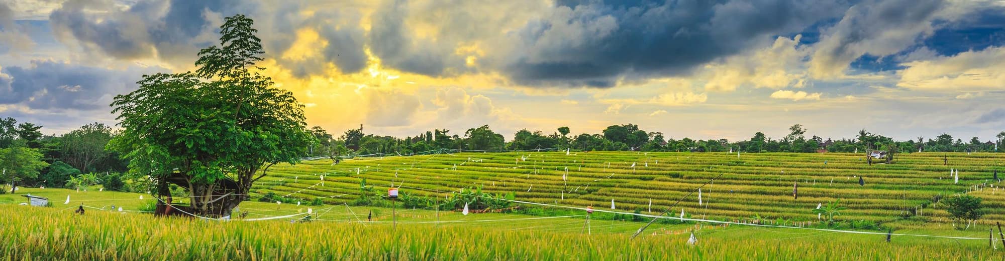 Кангу, Индонезийски
