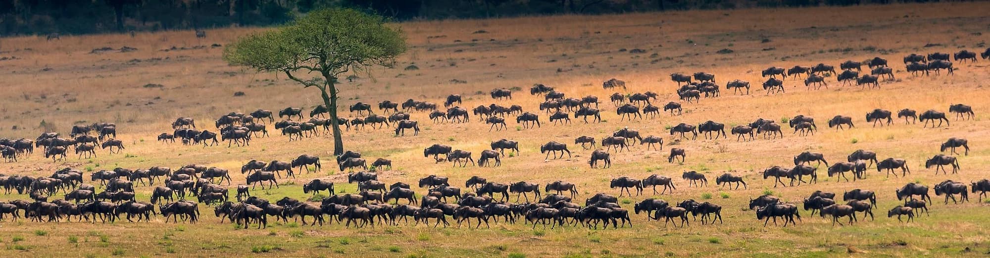 Serengeti (Tanzania), Tanzania