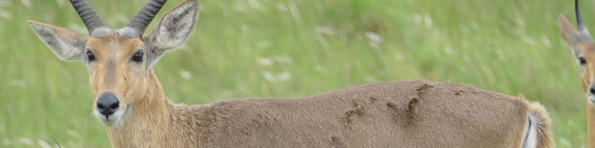 KwaZulu-Natal, Afrika Selatan