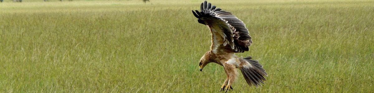 塞羅內拉（塞倫蓋蒂）, 坦尚尼亞