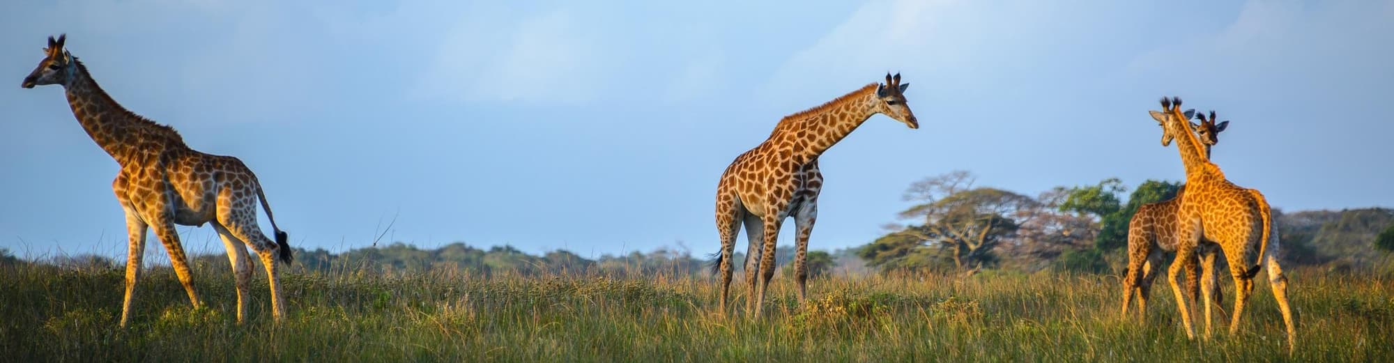 Сейнт Лусия, Южна Африка