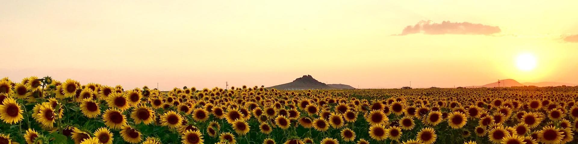 Konya, Törökország