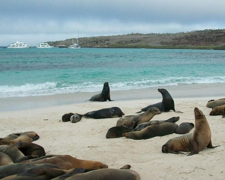 Isabela Island, Galápagos Islands, Ecuador