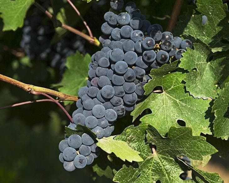 Viñedos y playa en breve