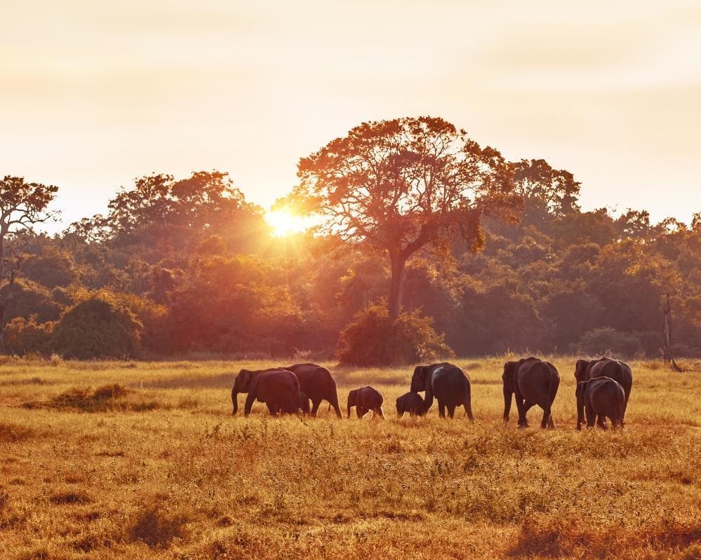 EXPERIENCE SUDAFRICA Urban & Wildlife 