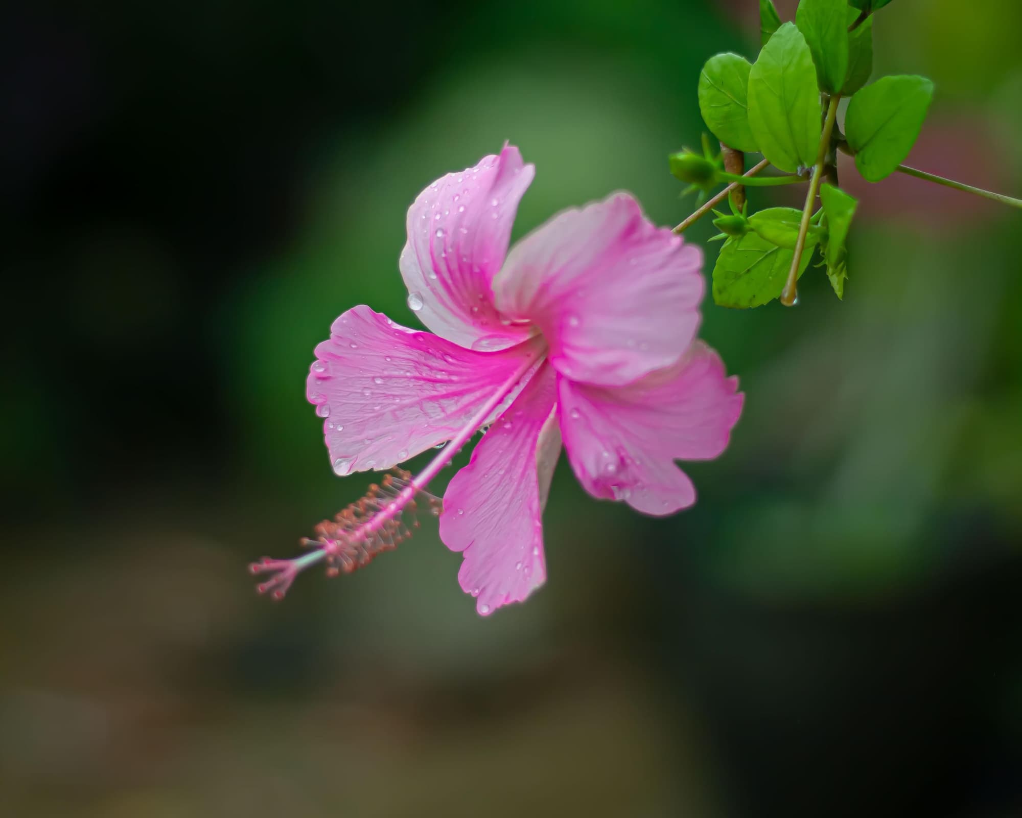 Flusskreuzfahrt "Mahakam River"