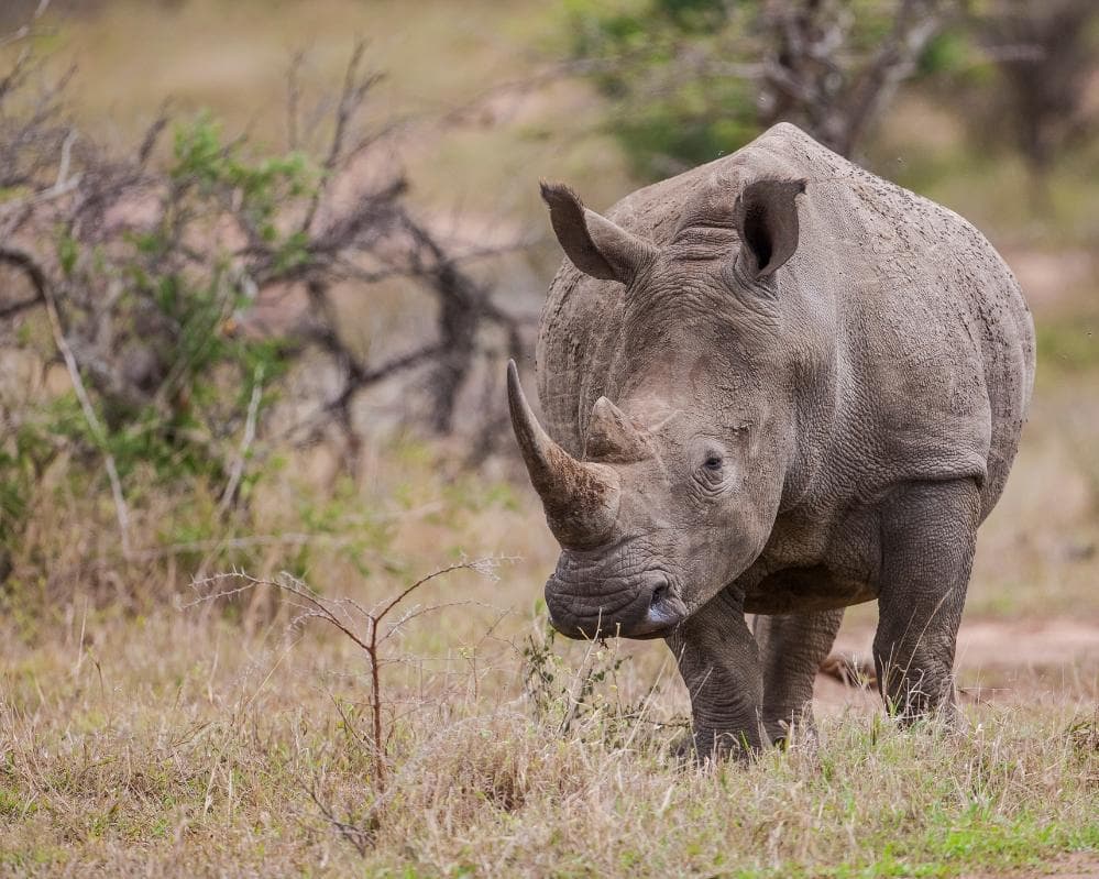 EXPERIENCE SUDAFRICA Urban & Wildlife 