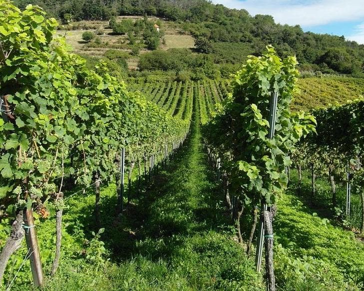 Viñedos y playa en breve