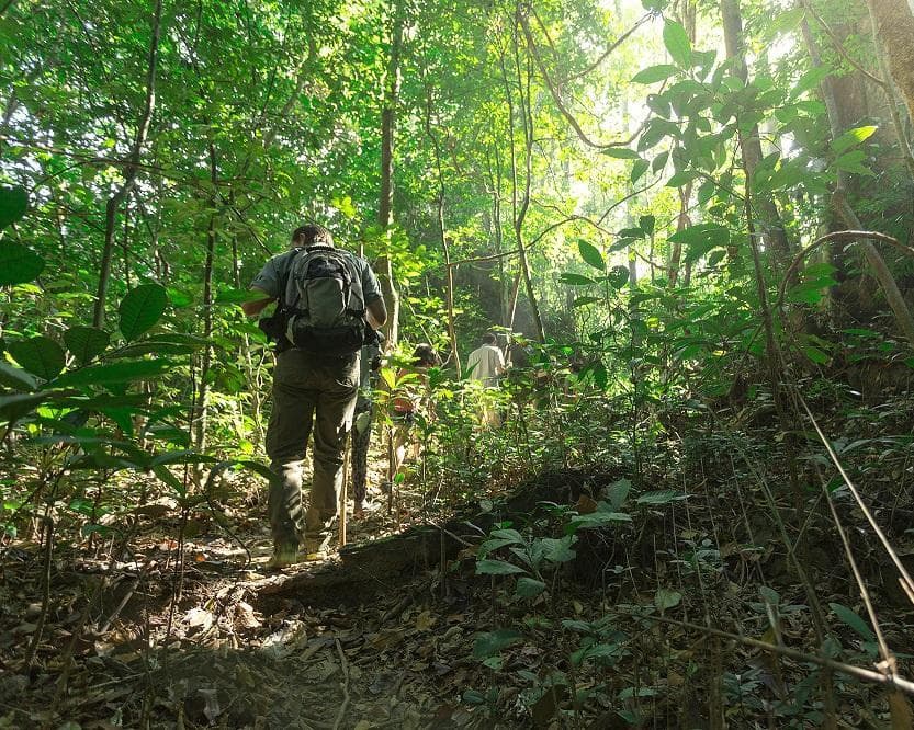 Kurztour "Elephant Hills Jungle Safari" (1 Nacht)